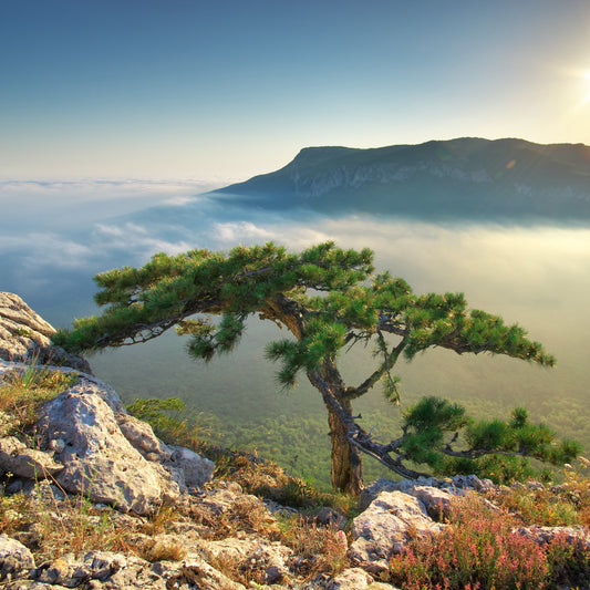 Taking action: our climate commitment through carbon removal and carbon-neutral shipping