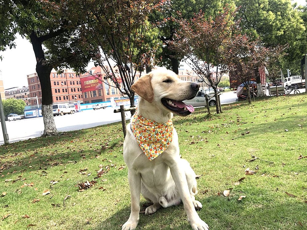 Tutti Frutti Pet Bandanas - San Rocco Italia