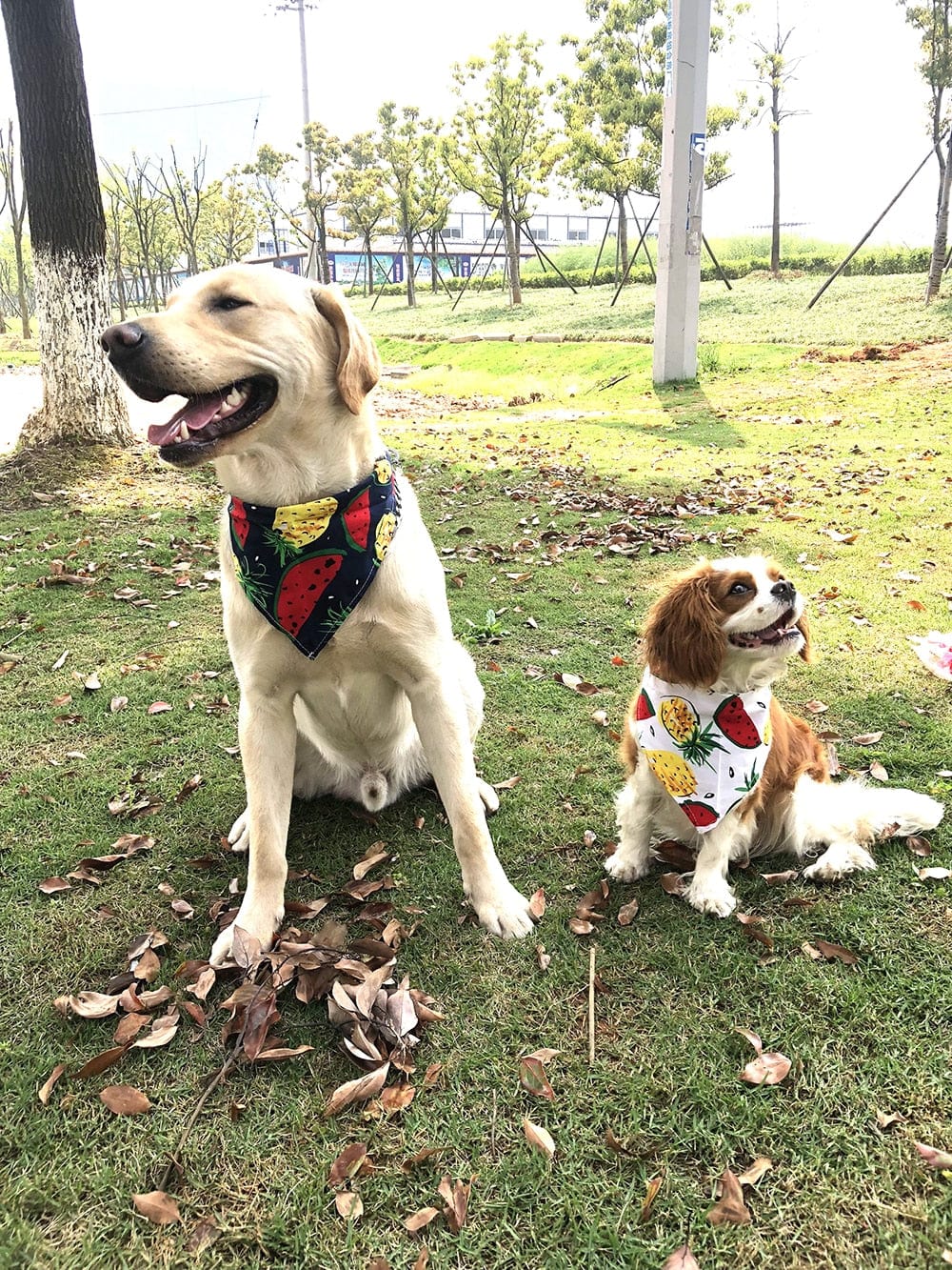 Tutti Frutti Pet Bandanas - San Rocco Italia