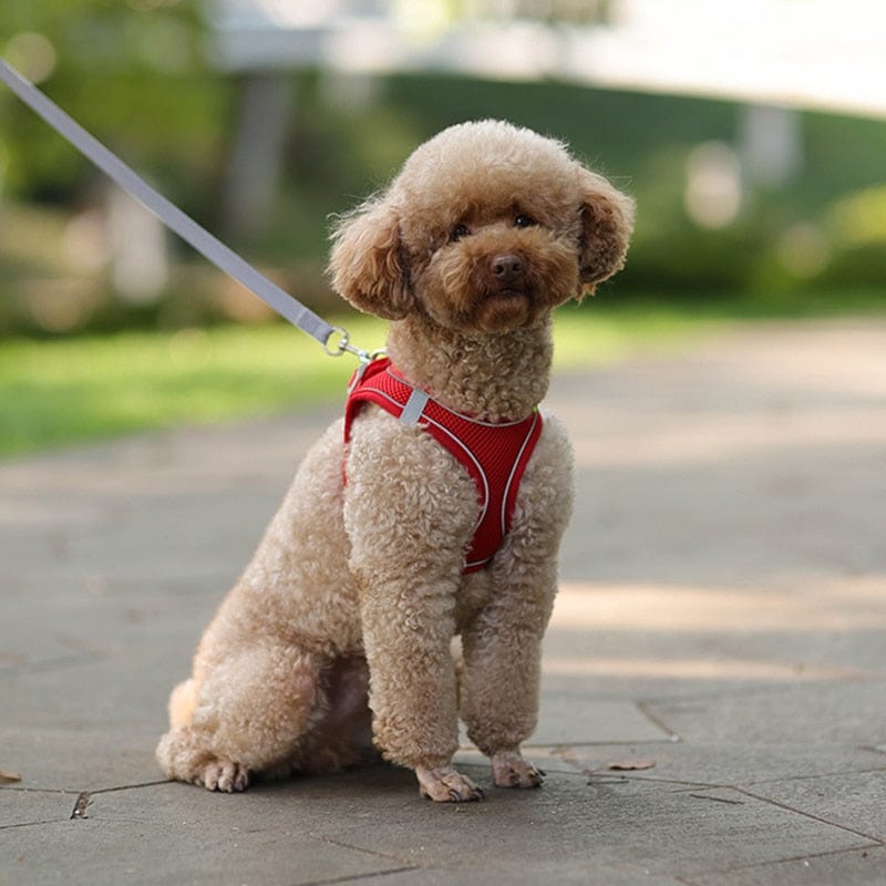 Comfort fit dog store harness