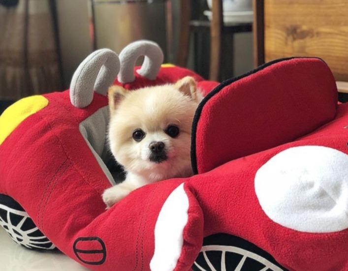 Car Shaped Pet Bed - Premium Pet products - Just €85.95! Shop now at San Rocco Italia