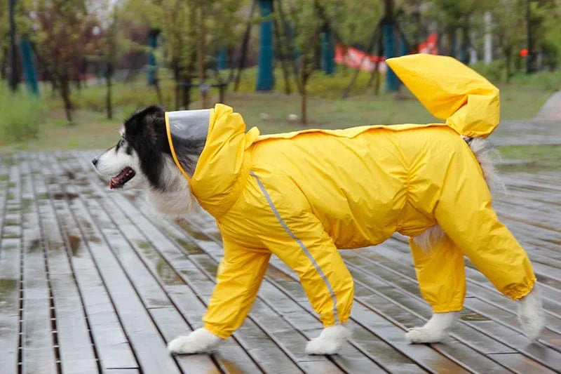 Raincoat 2025 golden retriever