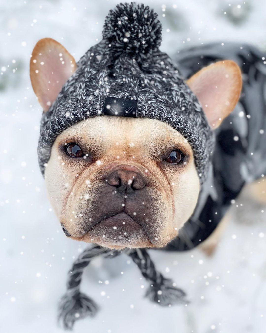 Warm Winter Dog Hat - 3 Sizes - Premium Pet Clothing - Shop now at San Rocco Italia