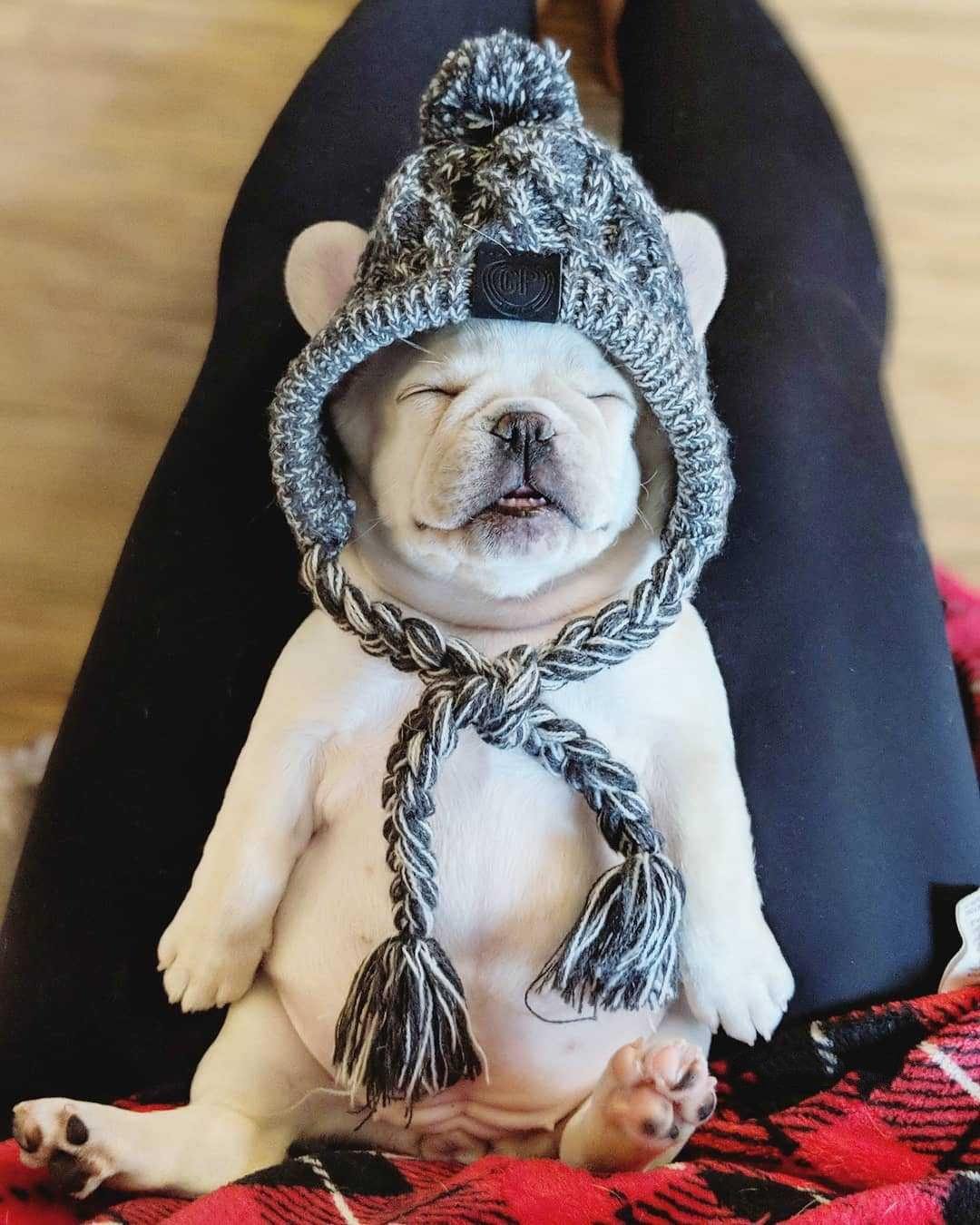 Warm Winter Dog Hat - 3 Sizes - Premium Pet Clothing - Just €24.95! Shop now at San Rocco Italia