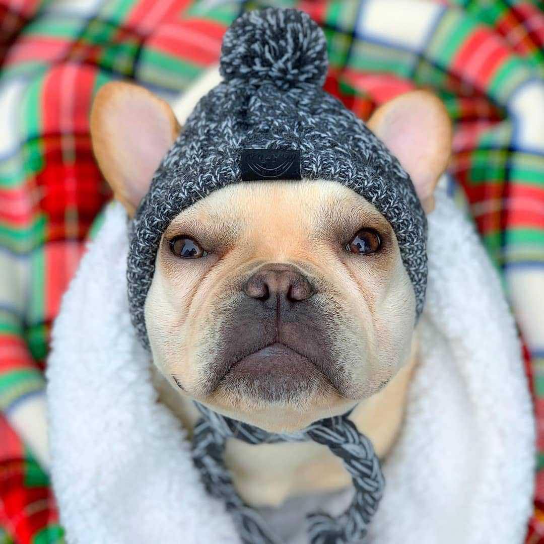 Warm Winter Dog Hat - 3 Sizes - Premium Pet Clothing - Shop now at San Rocco Italia